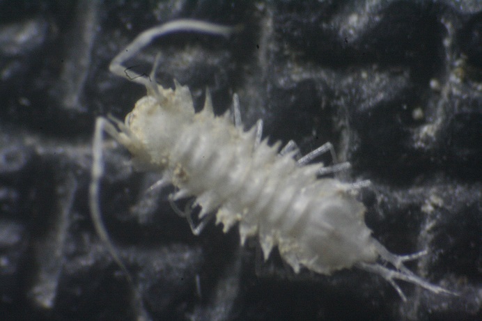 Small Isopod